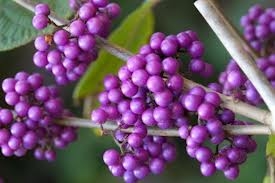 im_154_2_callicarpa-bodinierii-darts-profusion