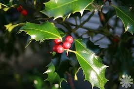 im_180_0_ilex-aquifolium-alaska-1
