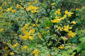im_183_1_kerria-japonica-picta