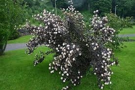 im_189_1_physocarpus-opulifolius-diabolo