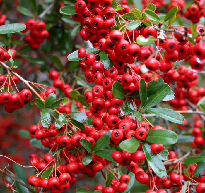 im_196_2_pyracantha-red