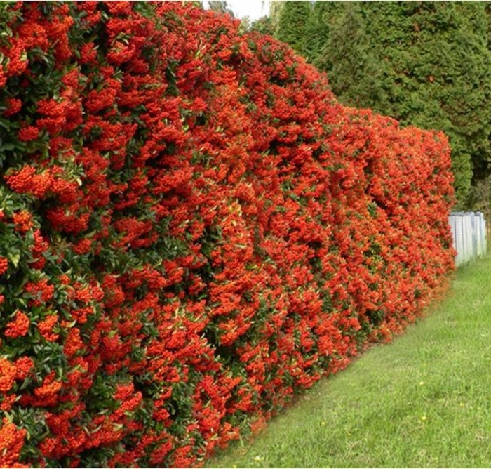 im_196_3_pyracantha-red