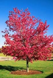 im_270_2_acer-rubrum