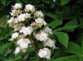 th_117_0_aesculus-hippocastanum-castan-ornamental