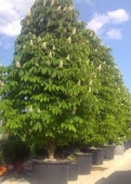 th_117_1_aesculus-hippocastanum-castan-ornamental
