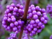 th_154_0_callicarpa-bodinierii-darts-profusion