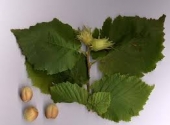 th_162_1_corylus-avellana-alun