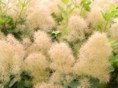th_163_0_cotinus-coggygria-young-lady