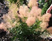 th_163_1_cotinus-coggygria-young-lady
