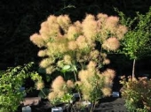 th_163_2_cotinus-coggygria-young-lady