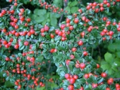th_165_1_cotoneaster-horizontalis