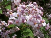 th_169_1_deutzia-hybrida-mont-rose