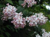 th_169_2_deutzia-hybrida-mont-rose