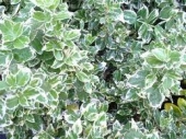th_173_1_euonymus-fortunei-emerald-gaiety