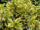th_174_1_euonymus-fortunei-emerald-gold