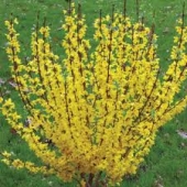 th_176_0_forsythia-x-intermedia