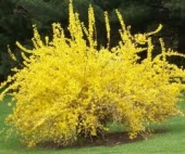 th_176_2_forsythia-x-intermedia