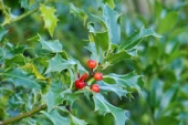 th_180_1_ilex-aquifolium-alaska-1