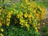 th_182_1_kerria-japonica-pleniflora