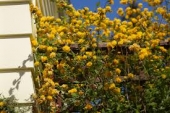 th_182_2_kerria-japonica-pleniflora