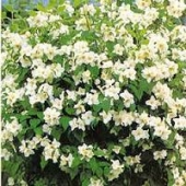 th_187_0_philadelphus-iasomia-de-gradina