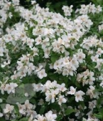 th_187_1_philadelphus-iasomia-de-gradina