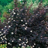 th_189_0_physocarpus-opulifolius-diabolo