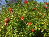 th_195_0_punica-granatum-rodie