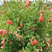 th_195_1_punica-granatum-rodie