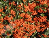 th_197_0_pyracantha-orange-glow