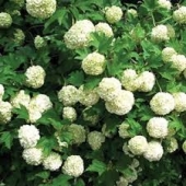 th_204_0_viburnum-opulus