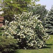 th_204_1_viburnum-opulus