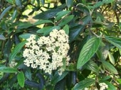 th_205_1_viburnum-x-pagense
