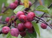th_99_2_malus-purpurea-m