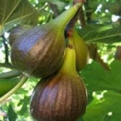 th_128_0_ficus-carica-smochin
