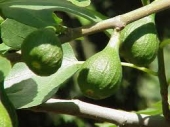 th_128_1_ficus-carica-smochin