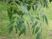 th_129_1_fraxinus-excelsior