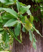 th_129_2_fraxinus-excelsior