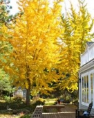 th_132_2_laburnum-watereri-vossii