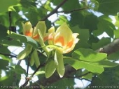 th_96_1_liriodendron-tulipifera-arbore-lalea-m