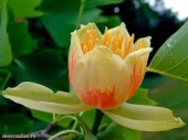 th_96_2_liriodendron-tulipifera-arbore-lalea-m