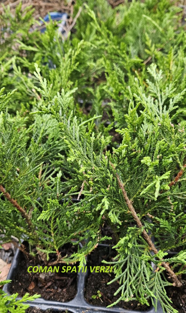 Cupressocyparis Leylandii Tweeduizendeen